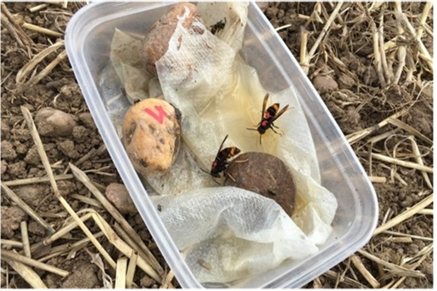 BBKA guidance on traps and trapping