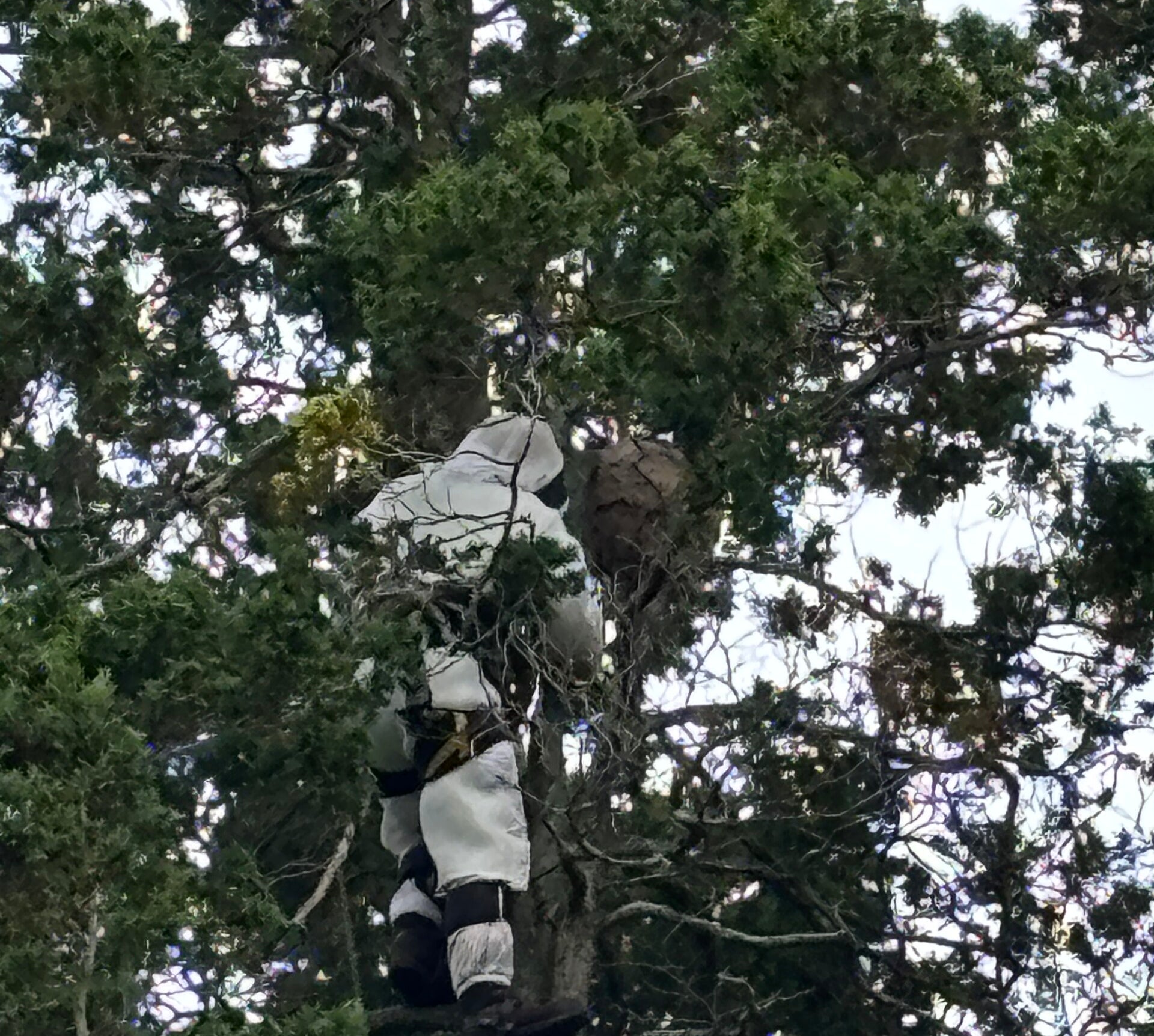 Tree climber at the nest
